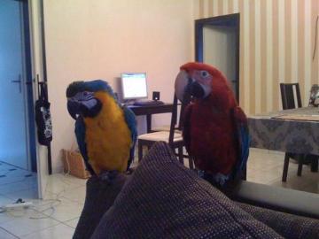 Paar Reden Macawpapageien