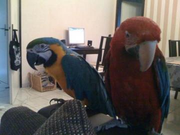 Paar Reden Macawpapageien