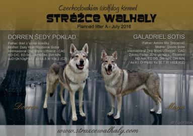 Tschechoslowakischer Wolfhund Welpen
