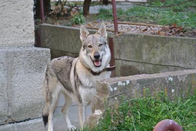 Tschechoslowakischer Wolfhund Welpen