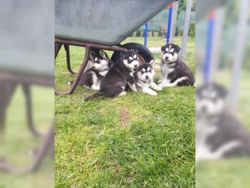 Typvolle Reinrassige Husky Welpen. 