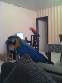 Paar Reden Macawpapageien
