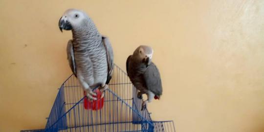 2 Kongo Ein paar Graupapagein