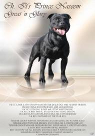Staffordshire Bullterrier Welpen