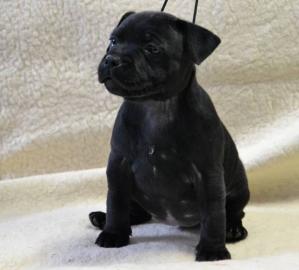 Staffordshire Bullterrier Welpen
