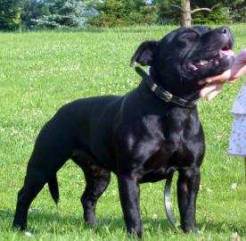 Staffordshire Bullterrier Welpen