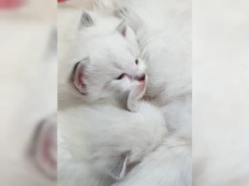 Sie sind da, s��e wundersch�ne Ragdoll-K