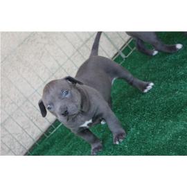 America Pit Bull Blueline