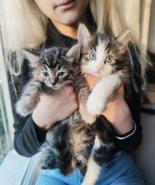 Maine Coon Babys Kitten mit Papieren zu