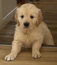 Golden Retriever Welpen zu verkaufen