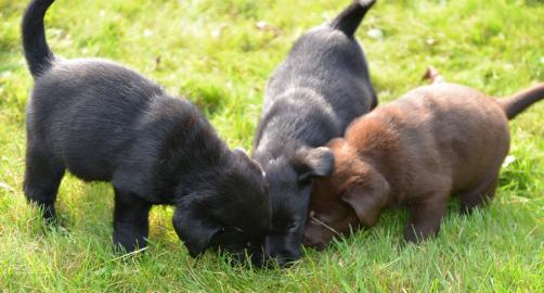 Wundersch�ne Labrador Welpen mit Papie