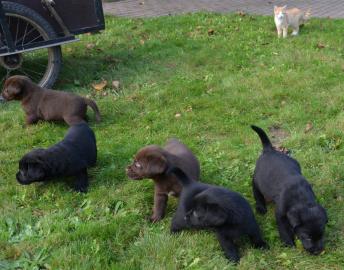 Wundersch�ne Labrador Welpen mit Papie