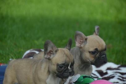 franz�sische Bulldoggen Welpen