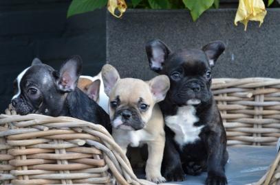franz�sische Bulldoggen Welpen