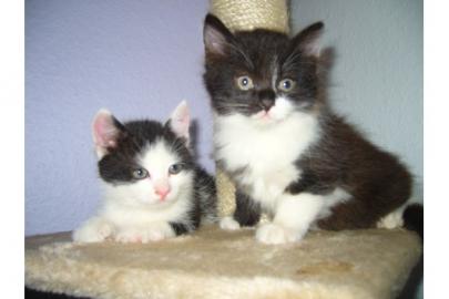 Typvolle Maine Coon Kater suchen ein neu