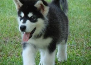 Noch 1 reinrassiger Siberian Husky Welpe