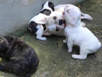 Wundersch�ne Franz�sische Bulldoggen-bab