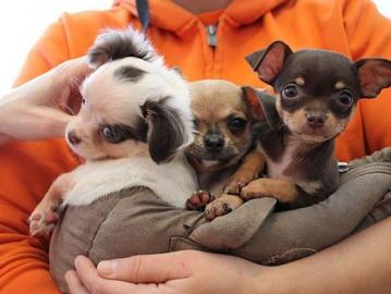 S??e MINI Chihuahua Welpen verf?gbar