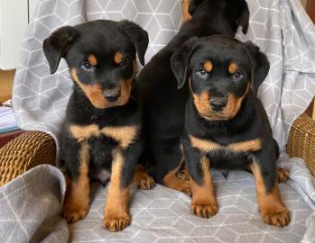 Rottweiler Welpen