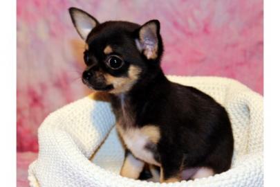 Wundersch�ne Chihuahua Welpen LH und