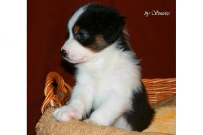 Australian Shepherd Welpen