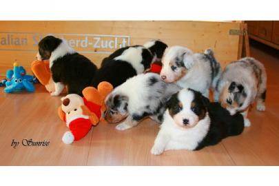 Australian Shepherd Welpen