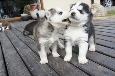sehr sch�ne reinrassige Huskywelpen