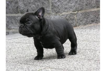 Wunderbar franz�sisch Bulldogge welpen