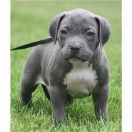Wundersch�ne Pitbull Blueline Welpen