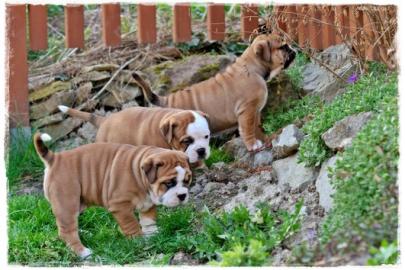 Englisch Bulldogge M�nnchen und Weibchen