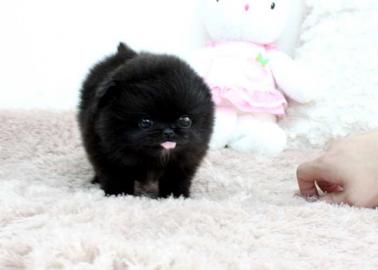 Bezaubernde echte Pomeranianwelpen mit V