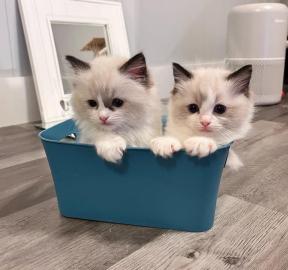 Ragdoll-K�tzchen verf�gbar, WhatsApp-Num