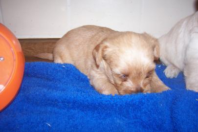Golddust Yorkshire Terrier
