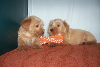 Golddust Yorkshire Terrier