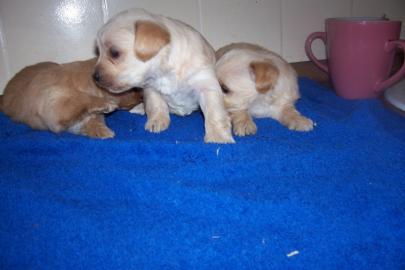 Golddust Yorkshire Terrier