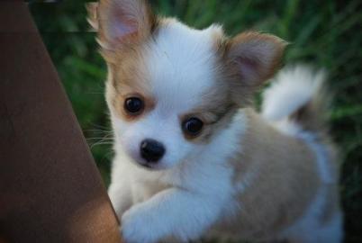 Chihuahua Babys mini fur 100 euro