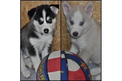 Siberian Husky Welpen reinrassig