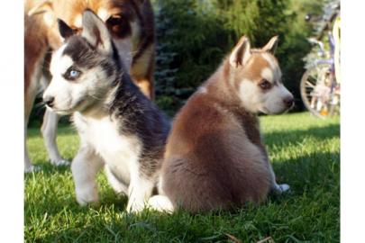 Siberian Husky Welpen reinrassig
