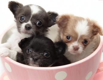 Reinrassige bildh�bsche Chihuahua Welpen