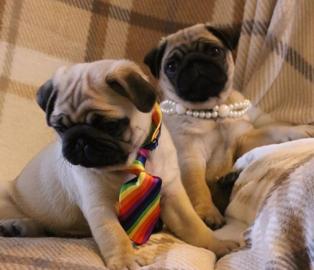 Reinrassige  Babys Mops welpen
