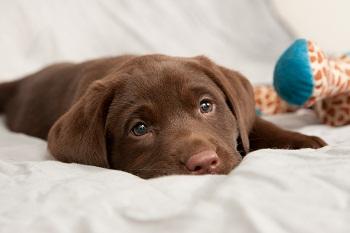 wir haben sehr nette Labrador-Welpen f�