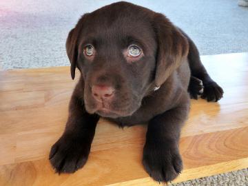 wir haben sehr nette Labrador-Welpen f�