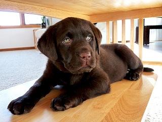 wir haben sehr nette Labrador-Welpen f�