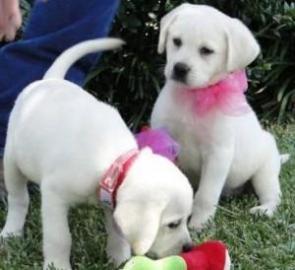 Labrador Retriever verf�gbar