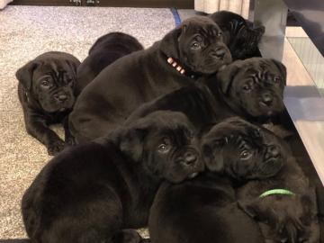 Kr?ftige Cane Corso Welpe mit Papiere