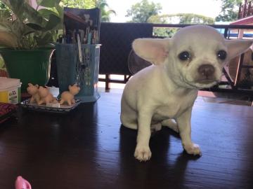 Super s??e MINI chihuahua welpen mit Pa