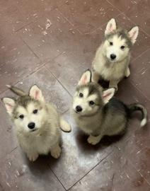 Alaskan Malamute Welpen