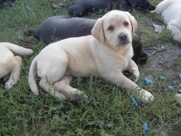 Labradorwelpen m.  Papieren, in allen Far