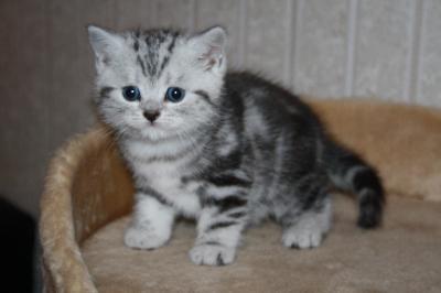 BritishKurzHaar Katze