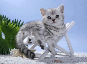 BritishKurzHaar Katze